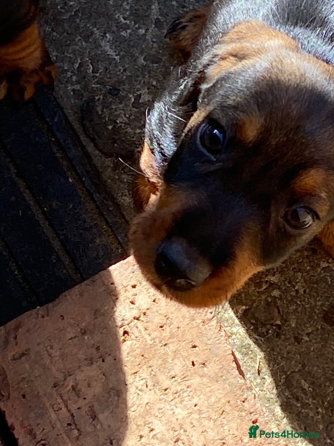 Dachshund dogs for sale: Mini wirehaired dachshund puppys Dad kc registered in Northampton - Image 3