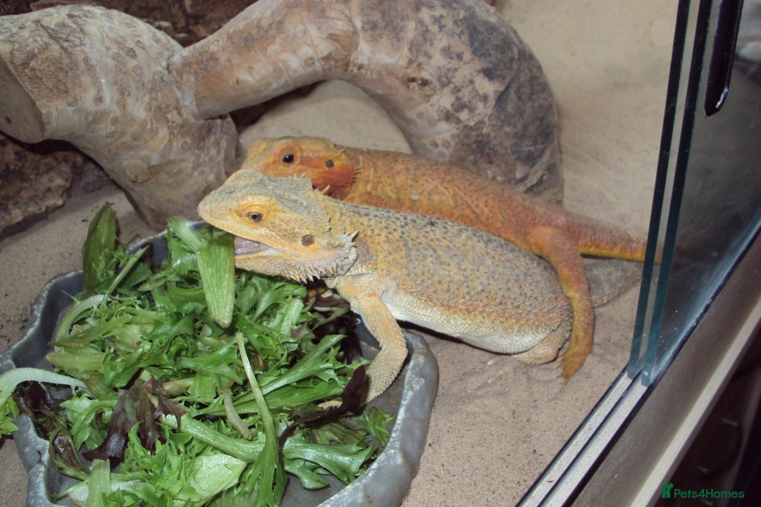 Bearded Dragon reptiles for sale: 2 adult female Bearded Dragons + set up and extras - Advert 2