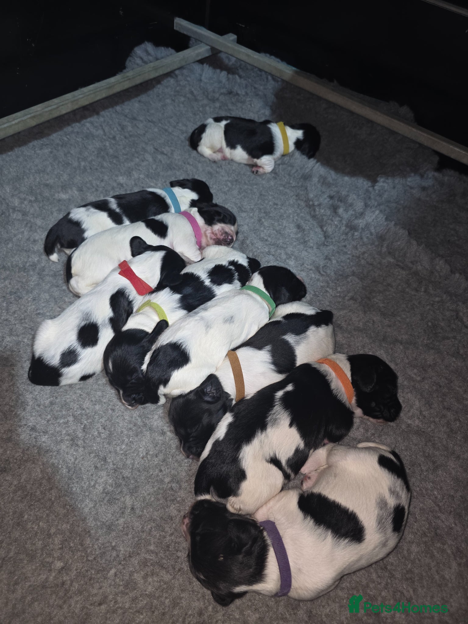 English Springer Spaniel dogs English Springer Spaniel Pups  - Advert 4