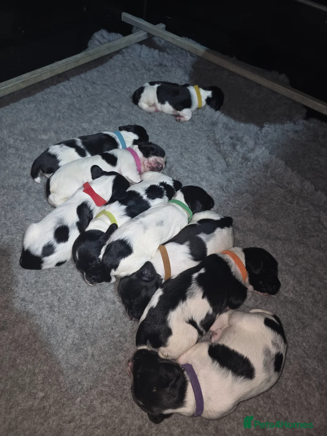 English Springer Spaniel dogs for sale: English Springer Spaniel Pups  - Advert 1