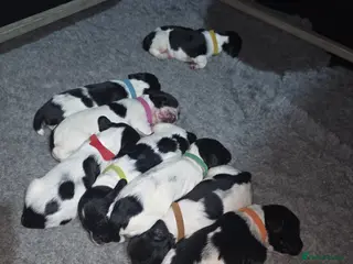 English Springer Spaniel dogs English Springer Spaniel Pups - Advert 4