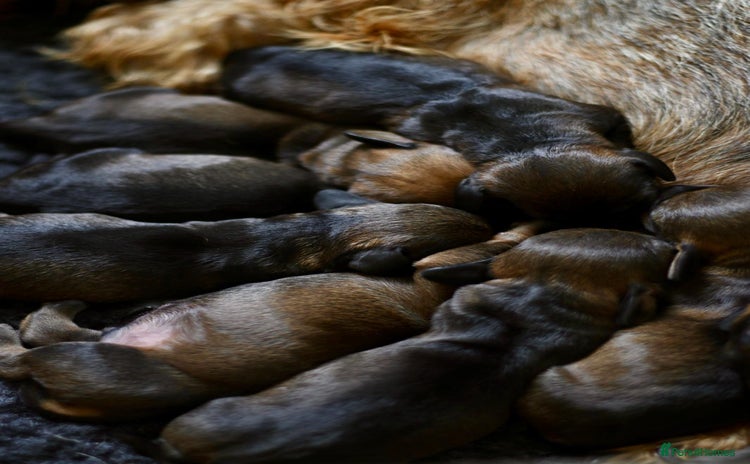 Dachshund dogs - Advert 4