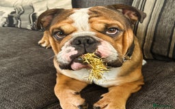 English Bulldog dogs for stud: Blungle needs to be a daddy  - Image 6