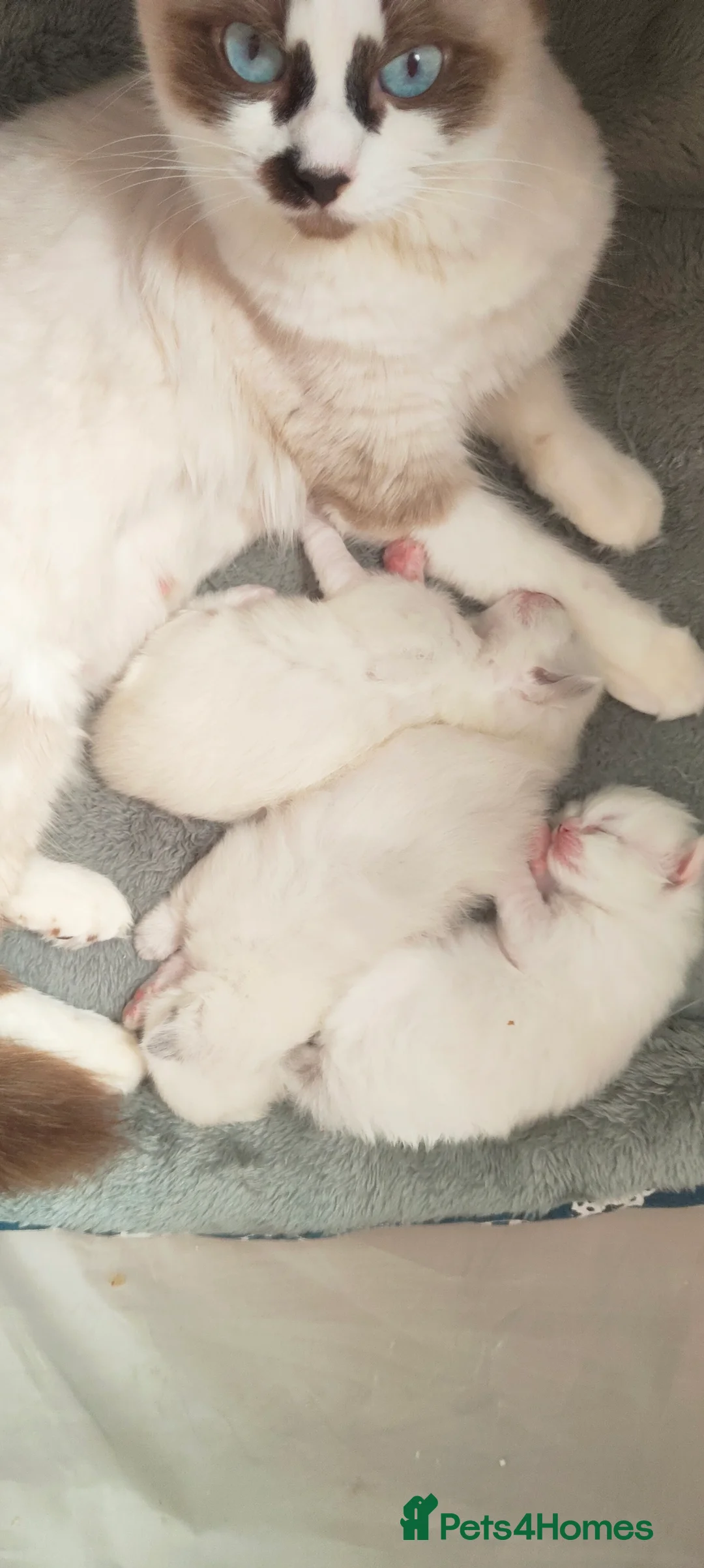 Ragdoll cats for stud: BiColour Ragdoll Available for Stud - Advert 10