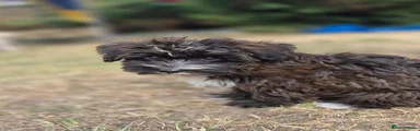 Mixed Breed 3