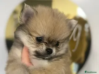 Pomchi dogs 4 Beautiful pomchis 🐶🐾 - Advert 16
