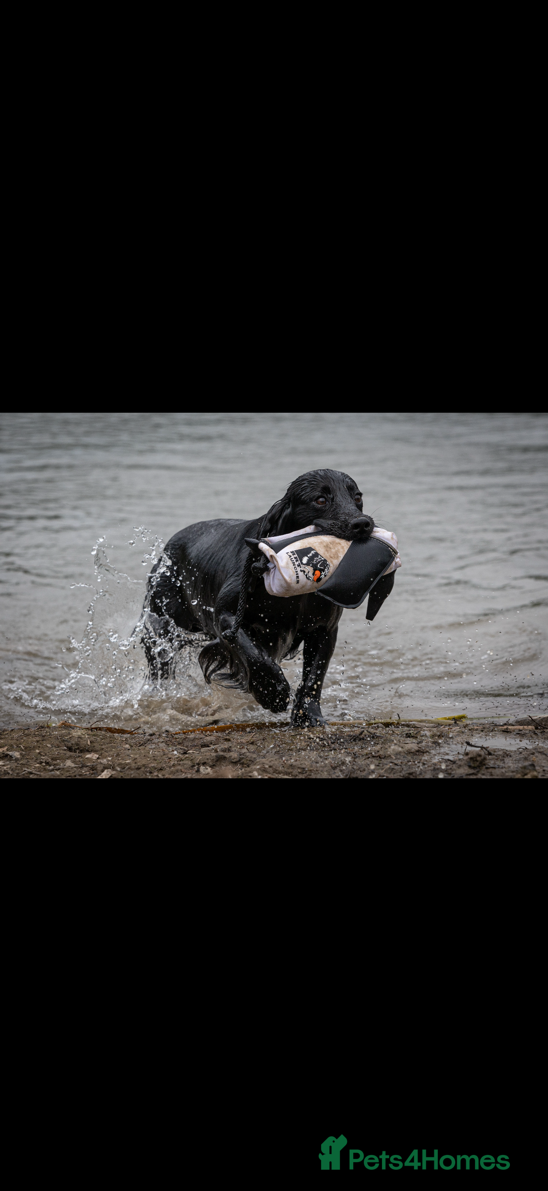 Cocker Spaniel dogs for sale: Working cocker spaniel - Image 30