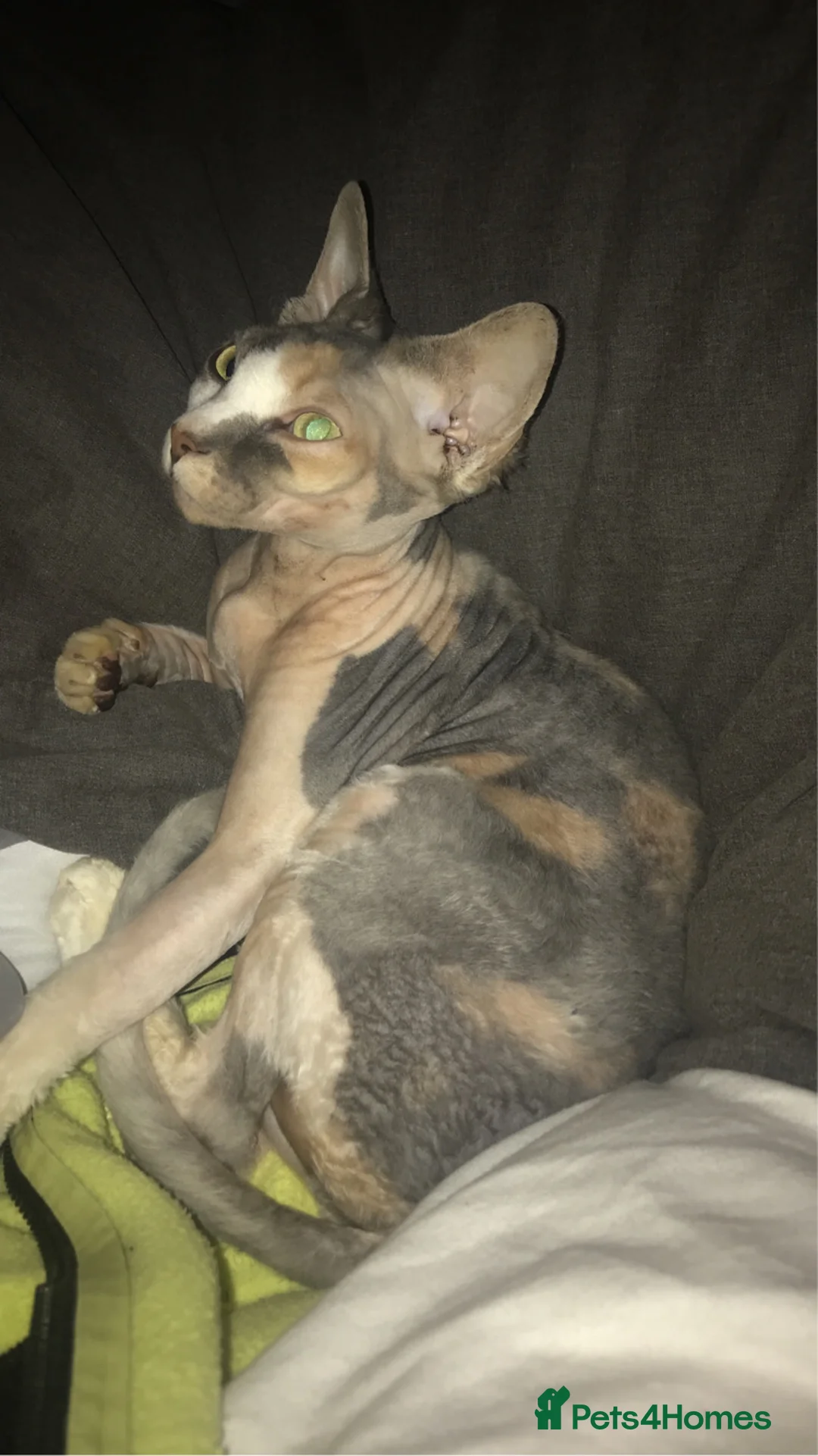 Sphynx cats for sale: TICA Pedigree Sphynx🙈👑 - Advert 1