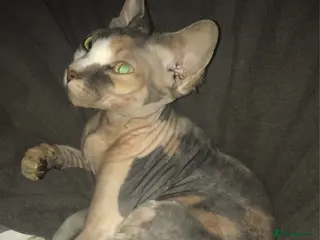 Sphynx cats TICA Pedigree Sphynx🙈👑 - Advert 10