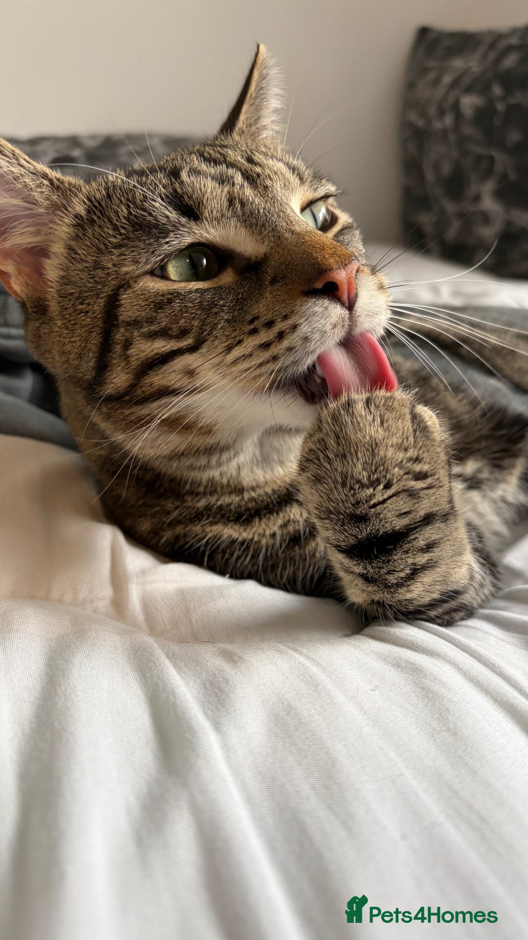 Domestic Shorthair cats for sale: Simba! - Advert 3