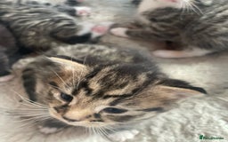 Bengal cats for sale: Part bengal kittens  - Image 7