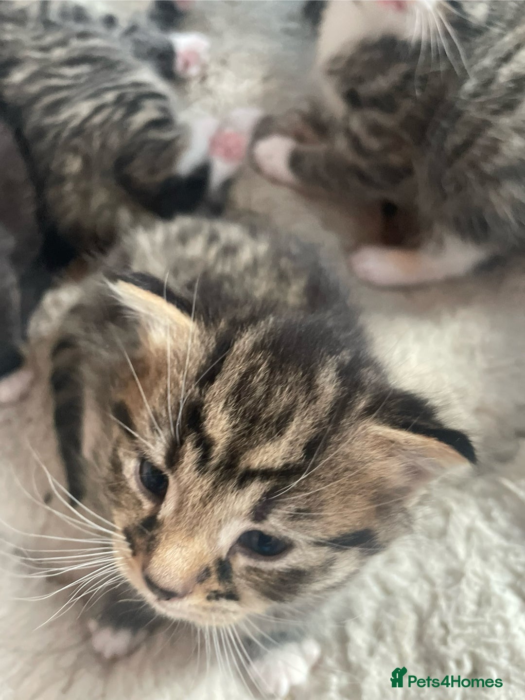Bengal cats for sale: Part bengal kittens  - Image 7