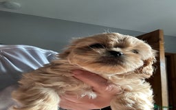 Cava Tzu dogs for sale: Shitalier  - Image 8