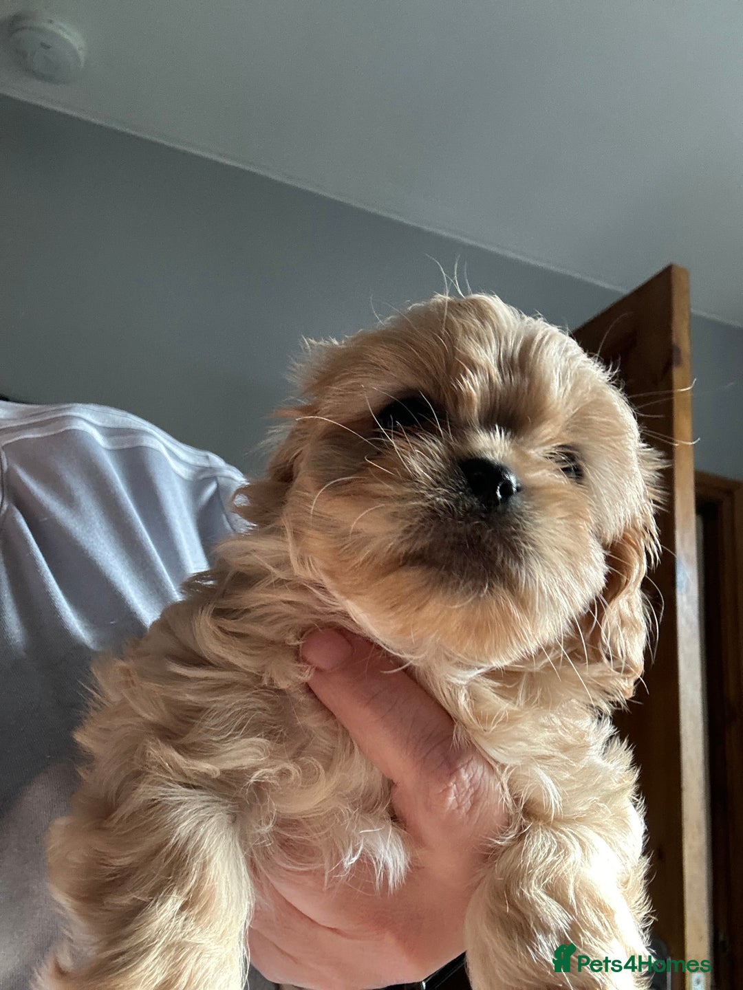Cava Tzu dogs for sale: Shitalier  - Image 8