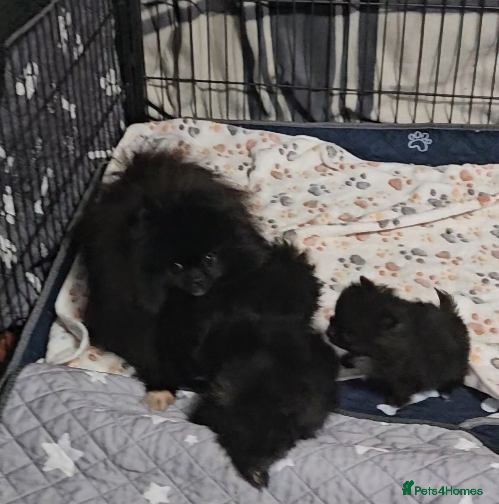 Pomeranian dogs Stunning litter Pomeranian puppies.  - Advert 2