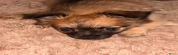 Pomchi dogs for sale: Beautiful Pomchi puppies  in Peterborough - Advert 7