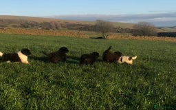 Newfoundland dogs for sale: Outstanding Newfoundland Puppies - Advert 6