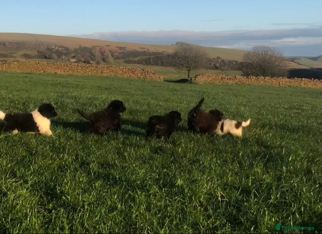 Newfoundland dogs for sale: Outstanding Newfoundland Puppies - Advert 6