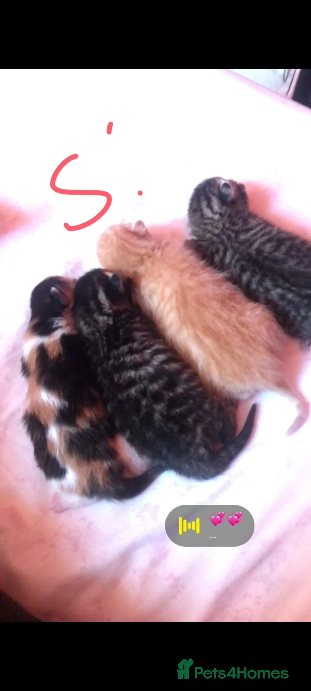 Domestic Shorthair cats for sale: Lovely Shorthair Kitties 😻 Ready for a collection - Advert 1
