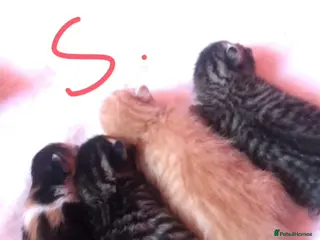 Domestic Shorthair cats Lovely Shorthair Kitties 😻 Ready for a collection - Advert 1