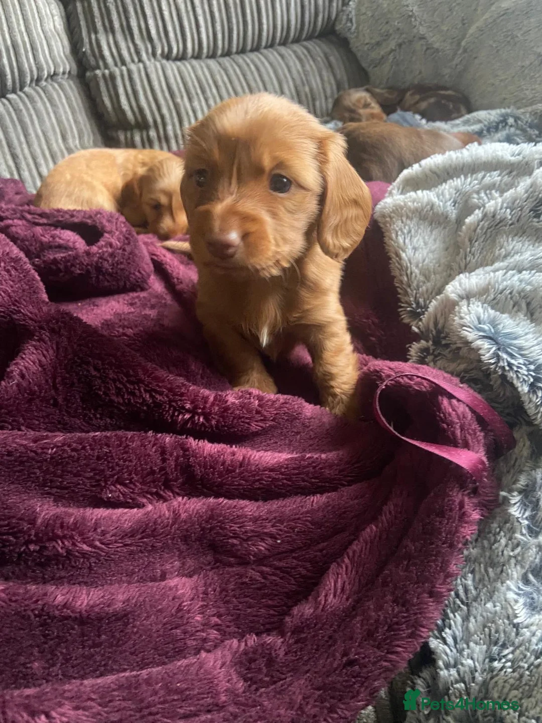 Dachshund dogs for sale: Long haired miniature  - Advert 6