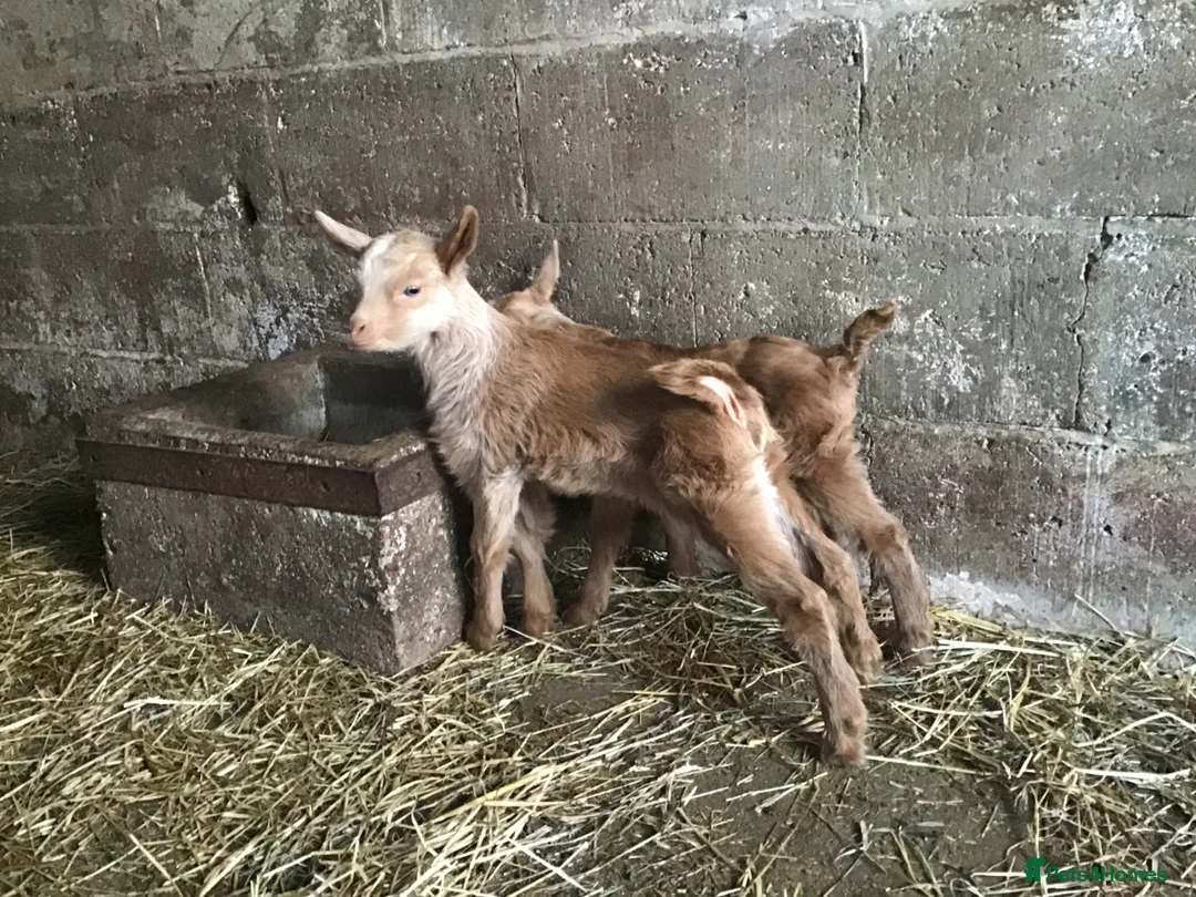 Goats livestock for sale: Pedigree Golden Guernsey goats - Advert 2