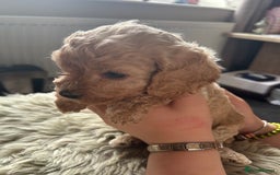 Cavapoo dogs for sale: ⭐️F1B COCKAPOO PUPS ⭐️ - Image 13