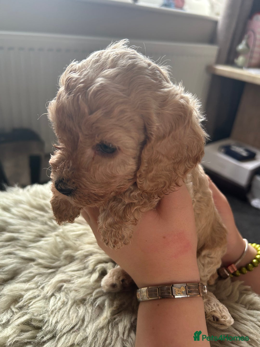 Cavapoo dogs for sale: ⭐️F1B COCKAPOO PUPS ⭐️ - Image 13