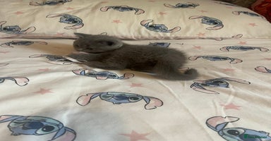 British Shorthair cats Gorgeous health tested British Blue short/longhair - Advert 16