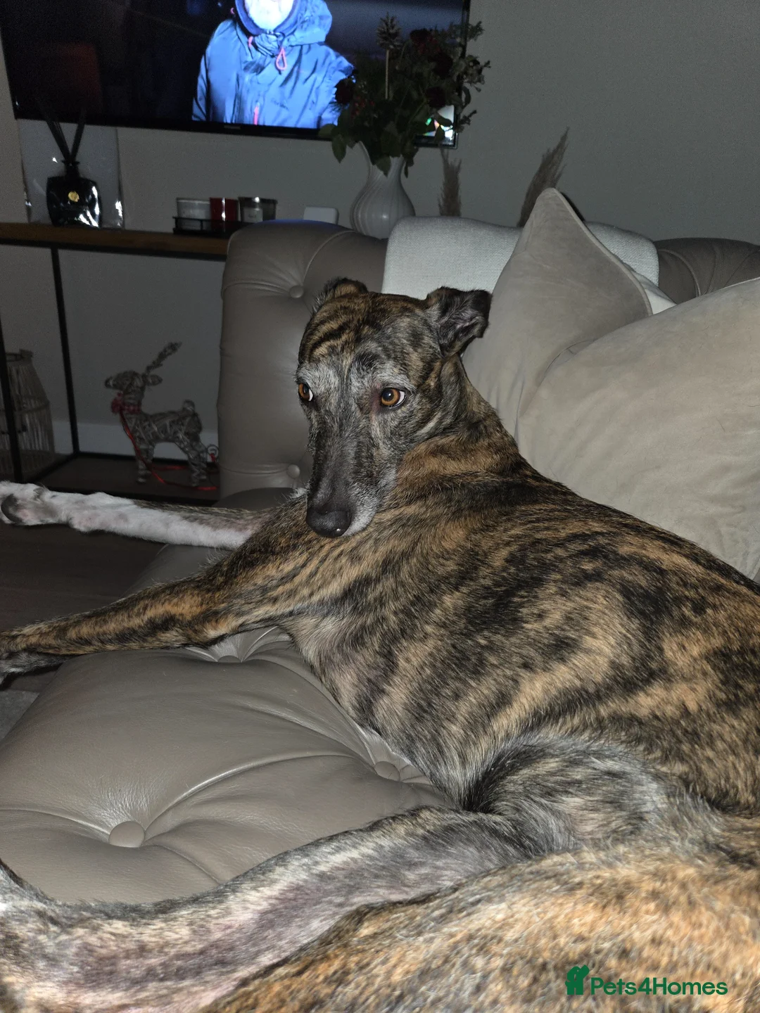 Lurcher dogs for sale: Bull x lurcher 4 years old - Advert 4