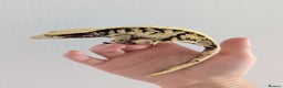 Gecko reptiles for sale: Adult crested geckos for rehoming  - Advert 2