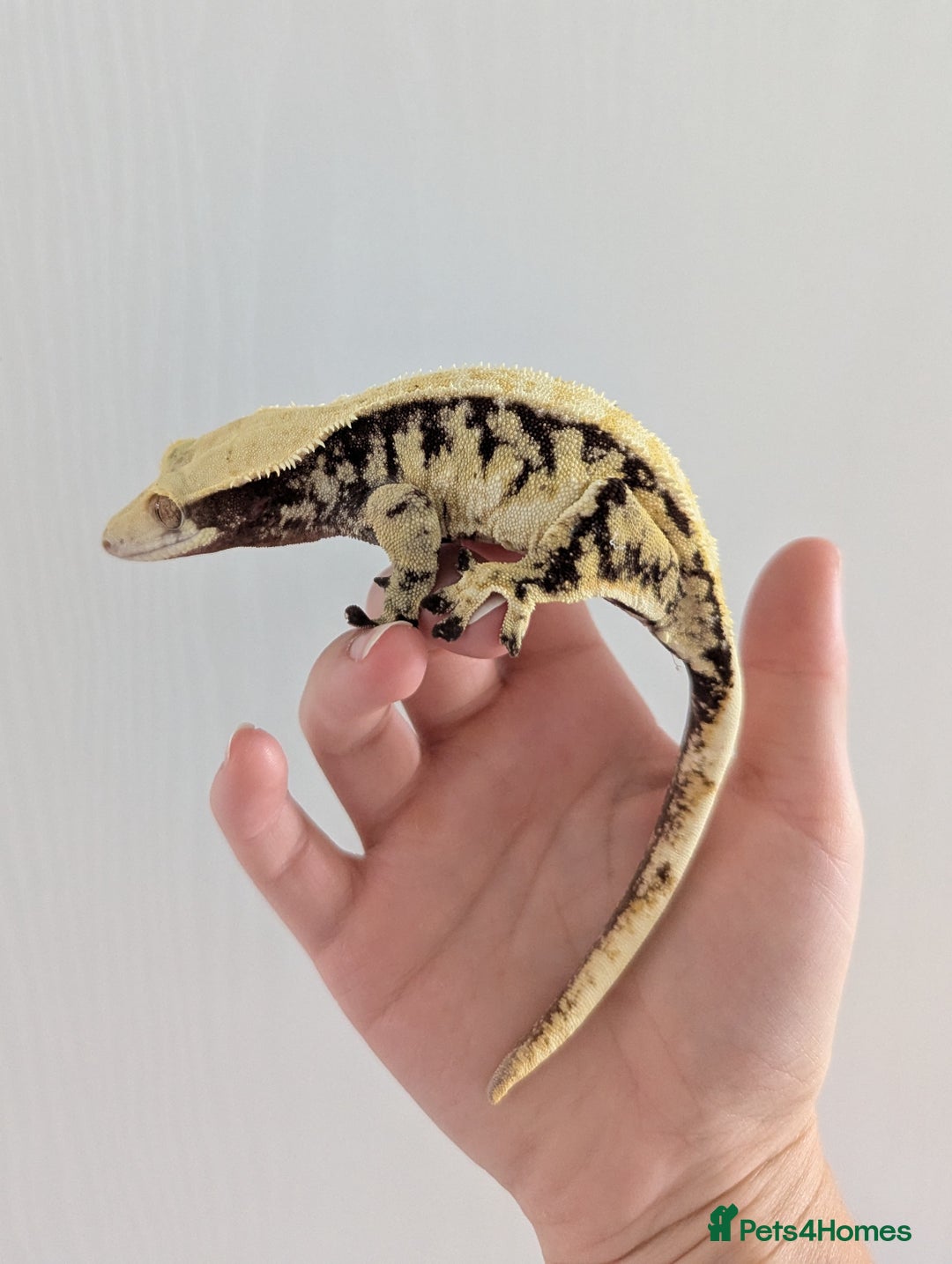 Gecko reptiles for sale: Adult crested geckos for rehoming  - Advert 2