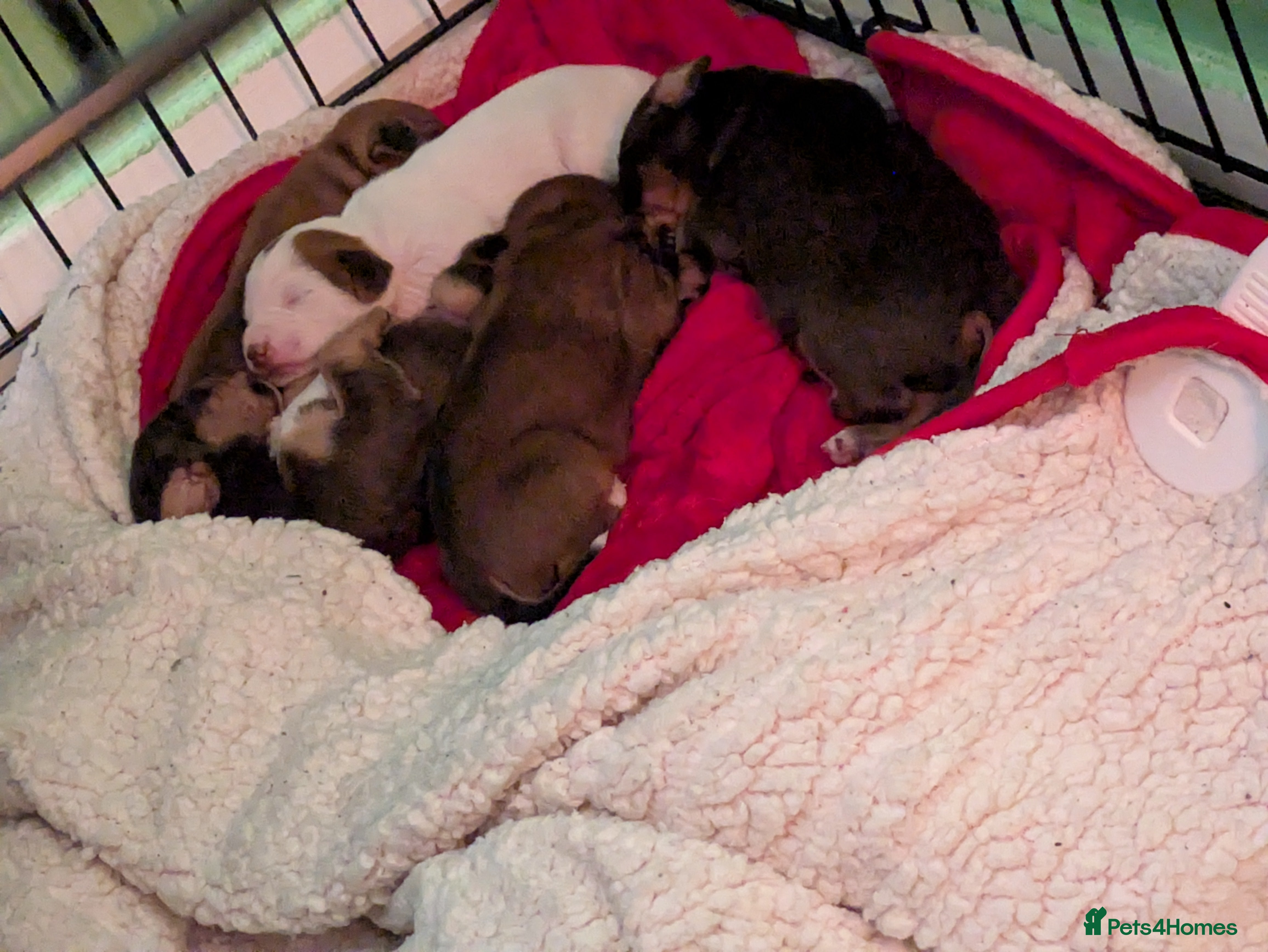 Mixed Breed dogs Janiel puppies  - Advert 1