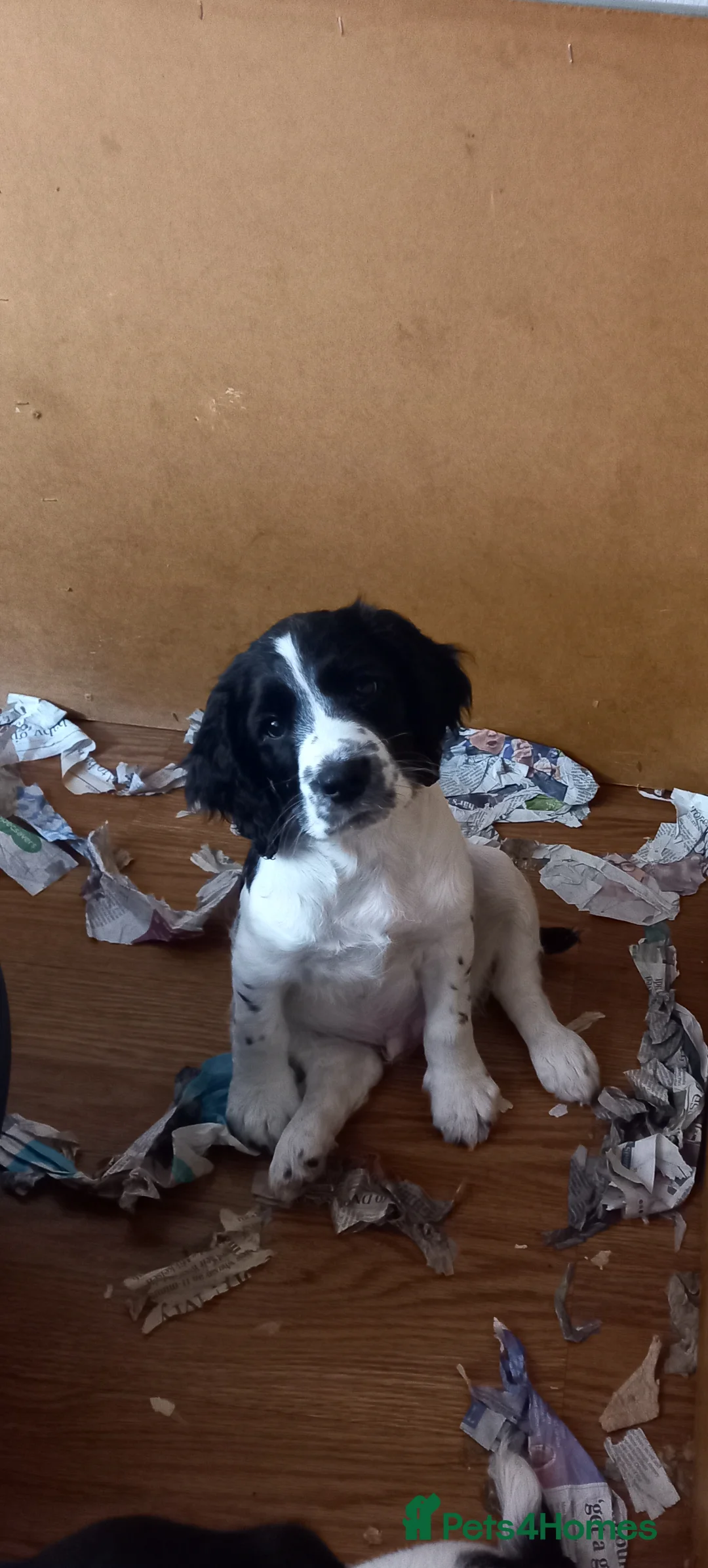 English Springer Spaniel dogs for sale: READY TO GO NOW £-850 SPRINGER SPANIEL  in Taunton - Advert 7