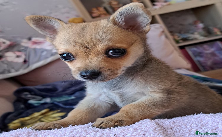 Pomchi dogs - Advert 1