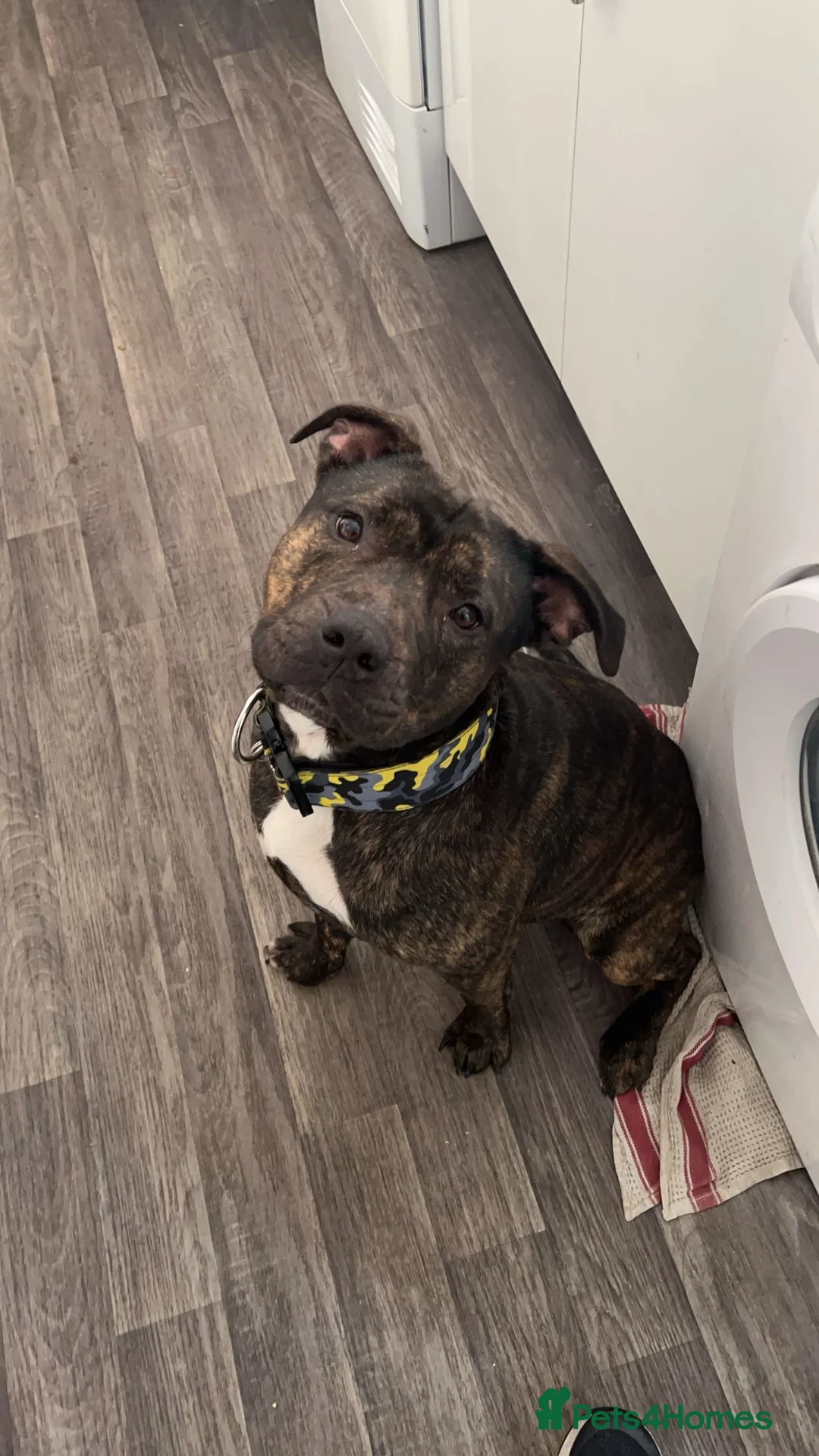Mixed Breed dogs for sale: Staffordshire bull terrier mix  - Advert 1