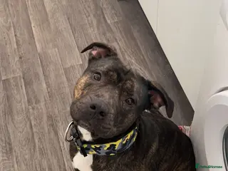 Mixed Breed dogs Staffordshire bull terrier mix - Advert 2
