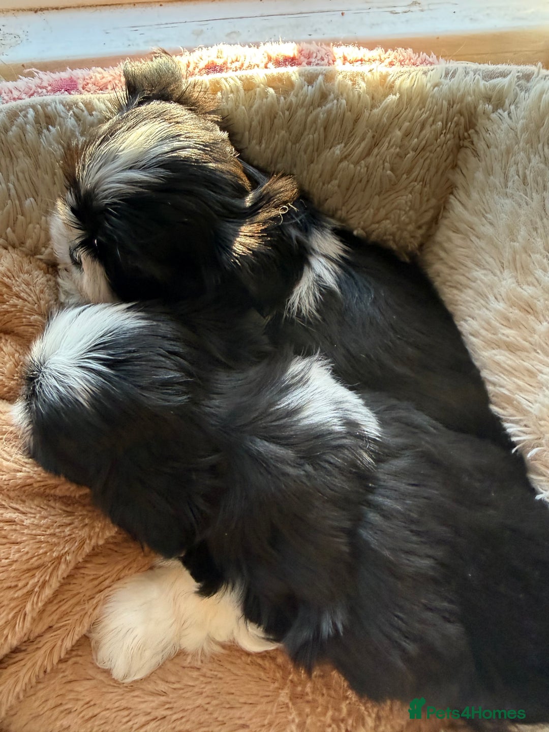 Shih Tzu dogs for sale: READY NOW …Special prices on pups POA  - Advert 8