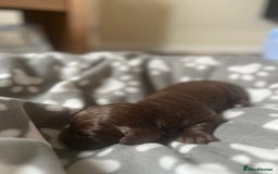 Cocker Spaniel dogs for sale: Merle Cocker Spaniel puppies 💖✨ - Image 6