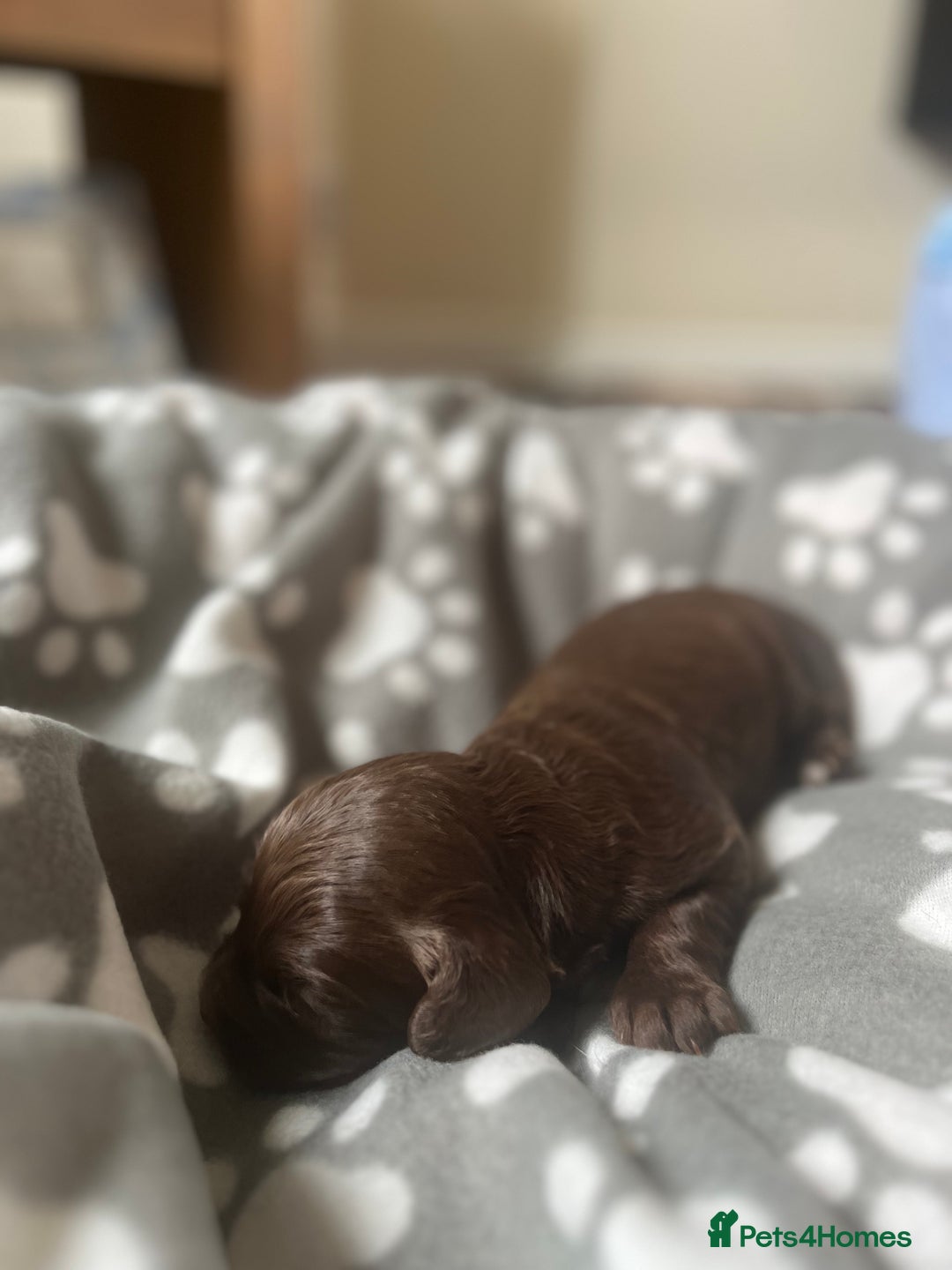 Cocker Spaniel dogs for sale: Merle Cocker Spaniel puppies 💖✨ - Image 6
