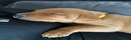 Labrador Retriever dogs for sale: Beautiful Fox Red Labrador Puppies - Advert 11