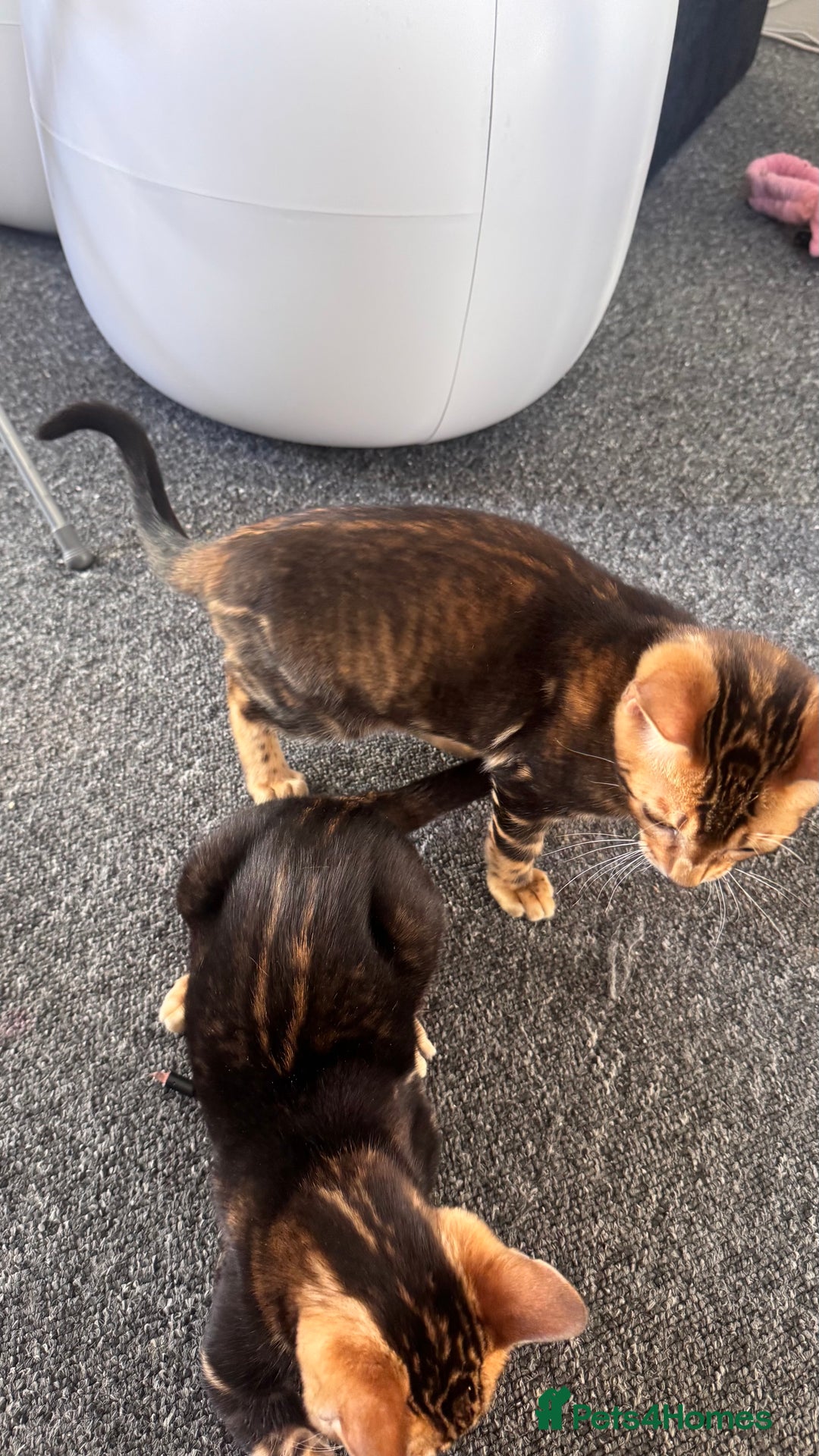 Bengal cats for sale: Bengal TICA pure line blood tiger’d and rosette’d - Image 7