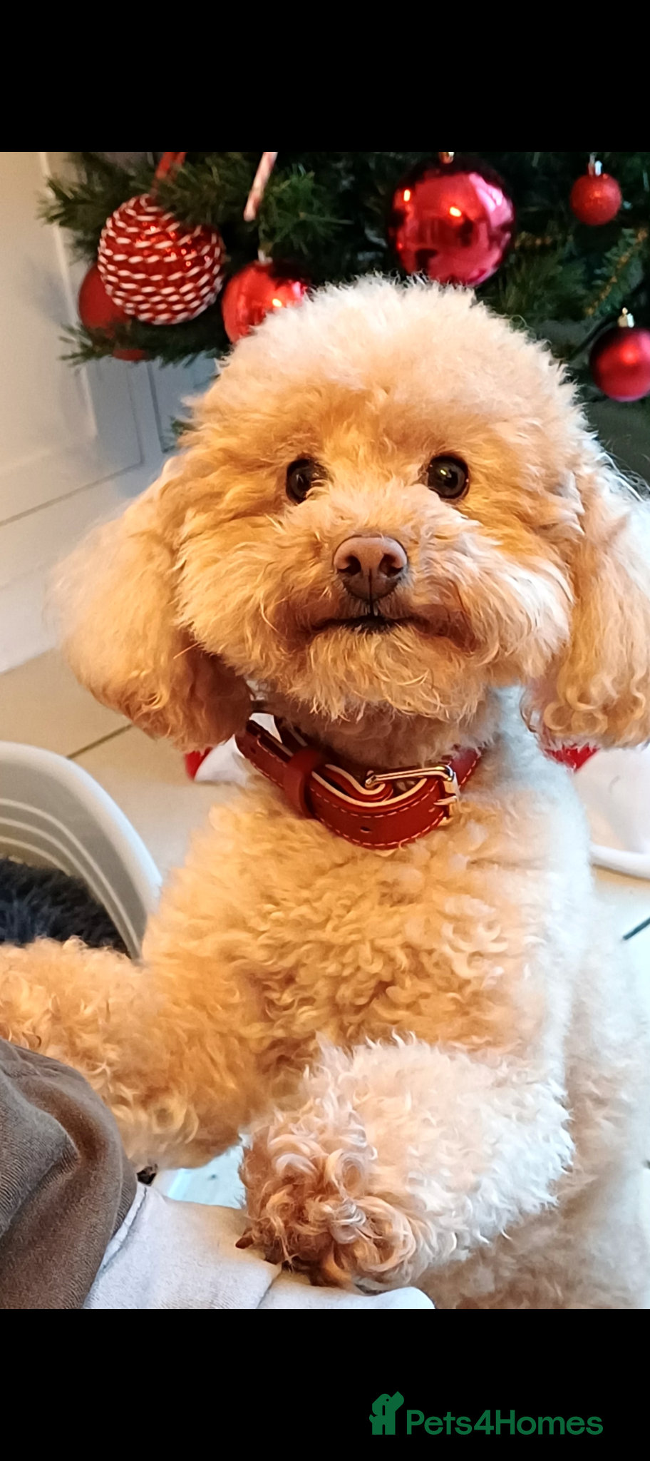 Toy Poodle dogs K.C. Reg Proven Stud Toy Poodle - Advert 1