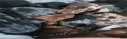 Dachshund dogs for sale: Minature daschund beautiful puppies - Advert 30