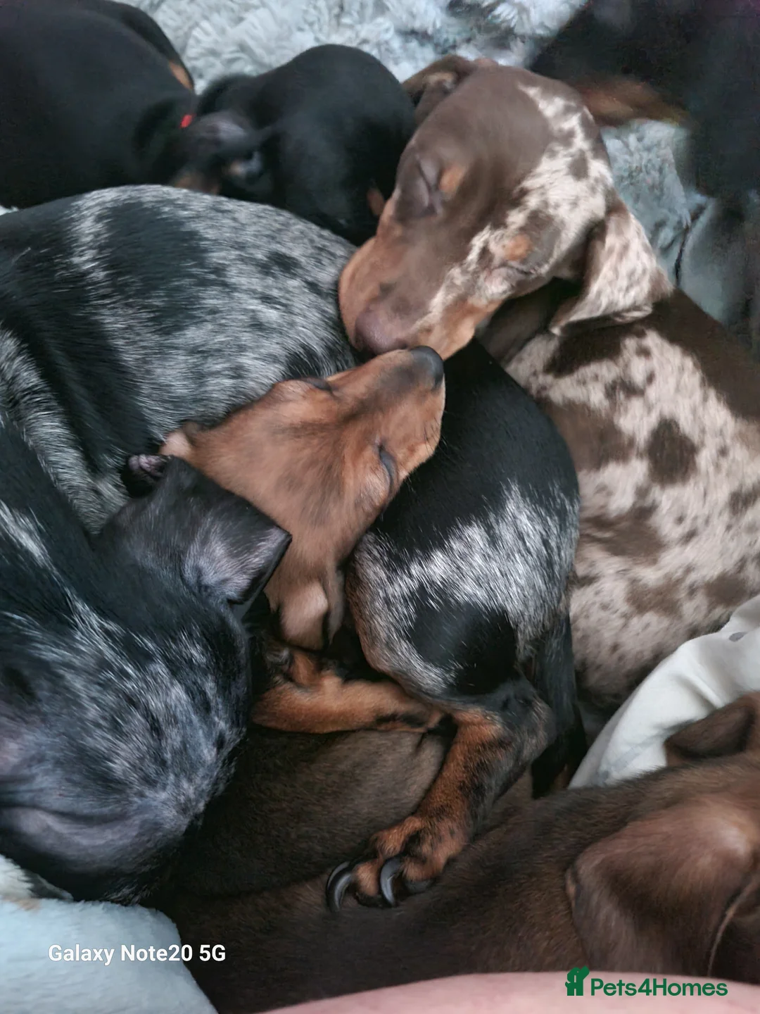 Dachshund dogs for sale: Minature daschund beautiful puppies - Advert 30
