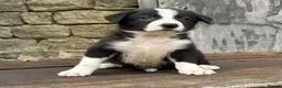 Border Collie dogs for sale: Stunning red / blue / black & white pups - Advert 17