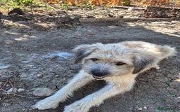 Mixed Breed dogs for adoption: ALMA - a Superb little Girl for a Loving Home - Image 7
