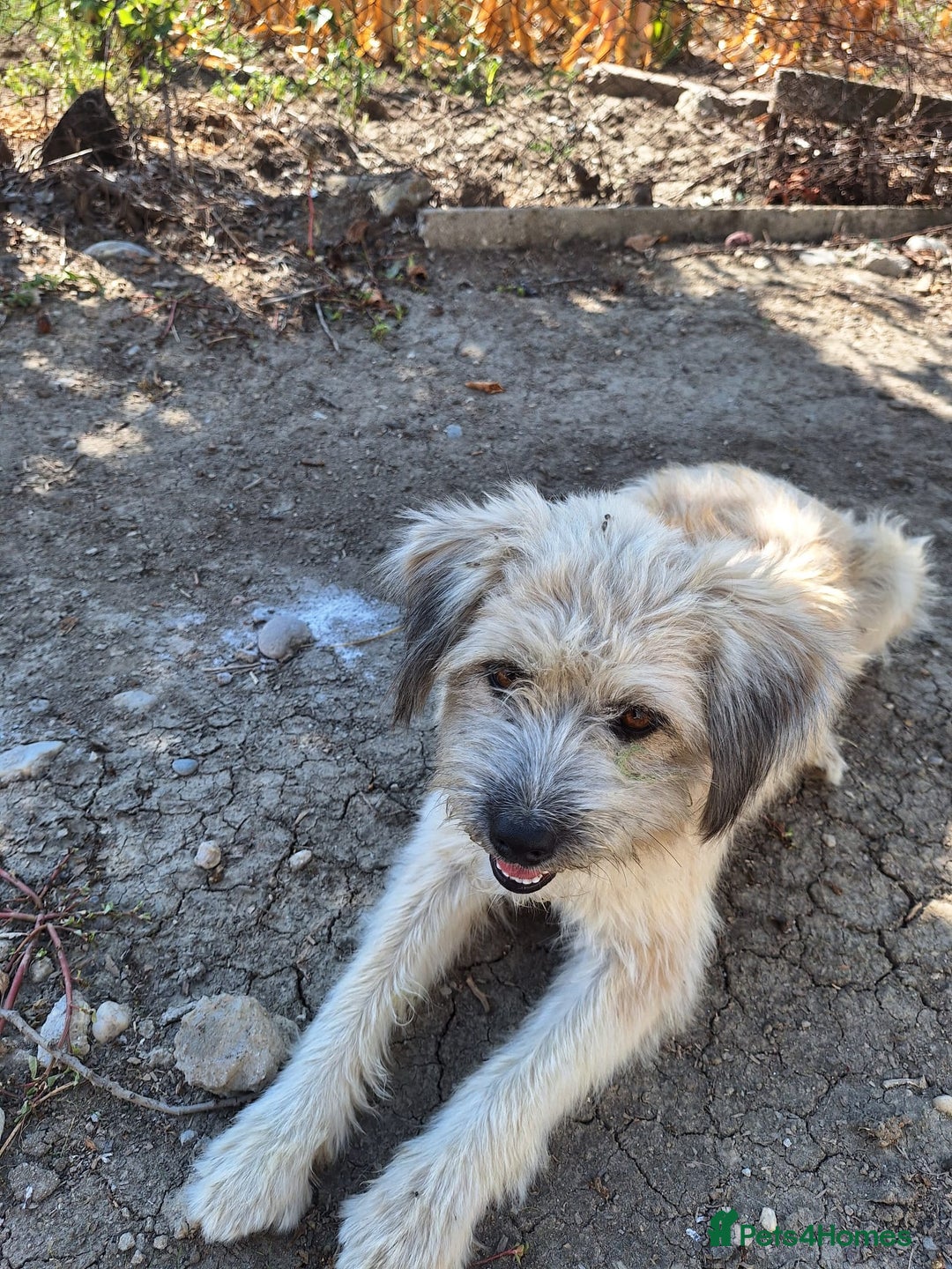 Mixed Breed dogs for adoption: ALMA - a Superb little Girl for a Loving Home - Image 7