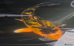 Koi Carp fish for sale: Young Koi for Sale - Image 3