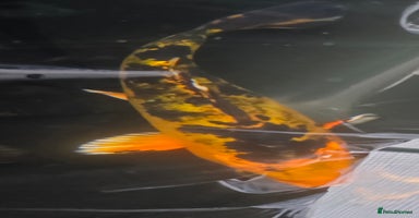 Koi Carp fish - Advert 4